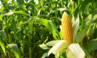 It's Just Corn: Why We're Obsessed with Its 'Hacks' and 'Dangers'