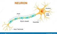 Axon's Growth Narrative: What the Data Actually Reveals
