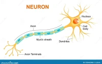 Axon's Growth Narrative: What the Data Actually Reveals