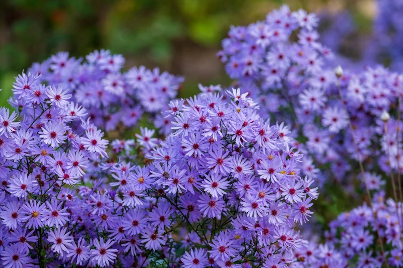 The Rise of Aster DEX: What It Is and Why It's Redefining Decentralized Trading